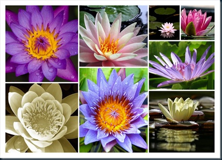 FLOR PEIXES FLOR PEIXES