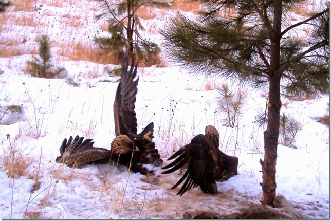 Golden Eagles Fighting,,,,,,,,by Ron Tietsort