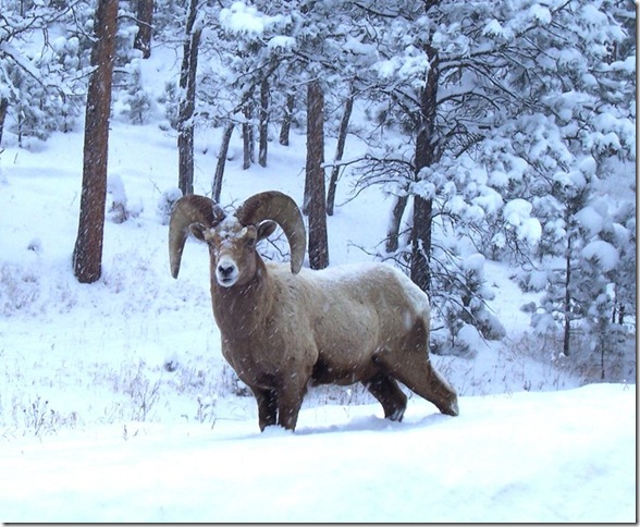 Big Horn Rock Mtn Sheep in Custer State Park, winter 2011