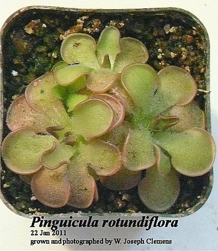 P_rotundiflora_22Jan2011.jpg