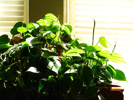 windowplant