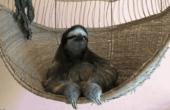 dorgas1.gif