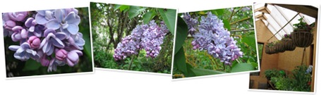 View lilacs