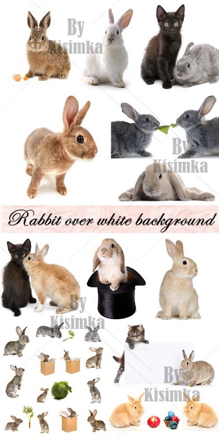 Stock Photo: Rabbit over white background. Big collection