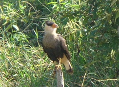 Caracara. Foto:M.Eiterer