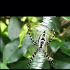 BLACK AND YELLOW GARDEN SPIDER/Orb Weaver