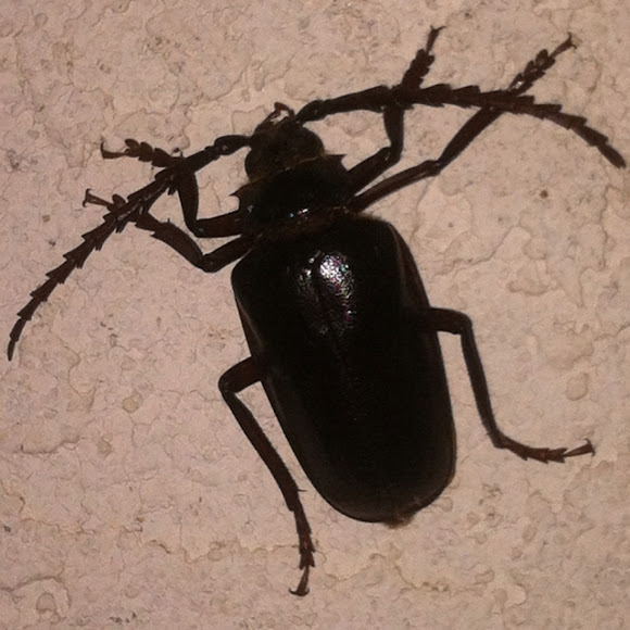 Palo Verde Beetle Project Noah