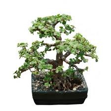 bonsai jade plant