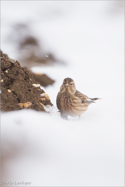 Yellowhammer in Snow
