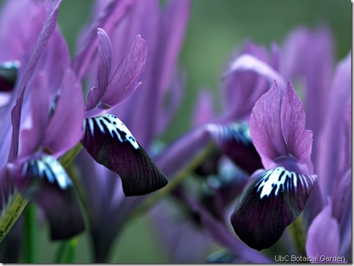 purple irises ubc botanicla garden