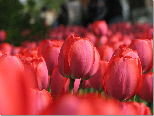 tulips flickr 4