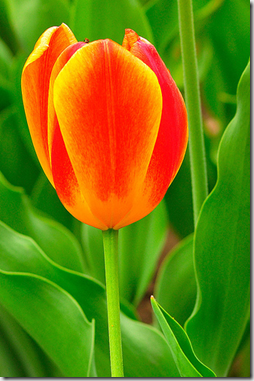 tulip orange close flickr