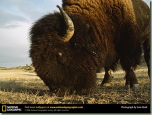 bison-headshot NG