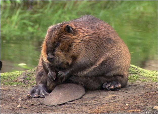[beaver-picture discovery[2].jpg]