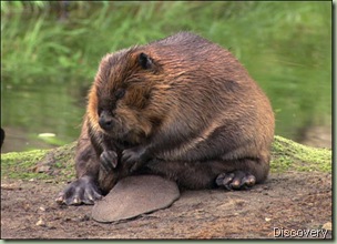 beaver-picture discovery