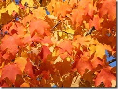 Orange_Leaves