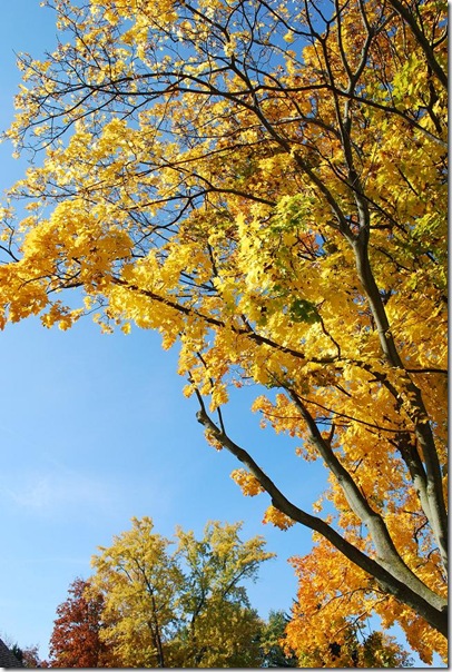 RS yellow tree sky