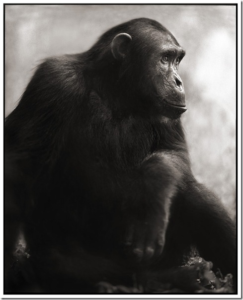33 Chimpanzee Posing