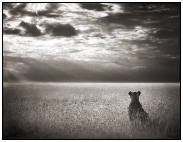 [26 Lioness Looking Out Over Plains[18].jpg]