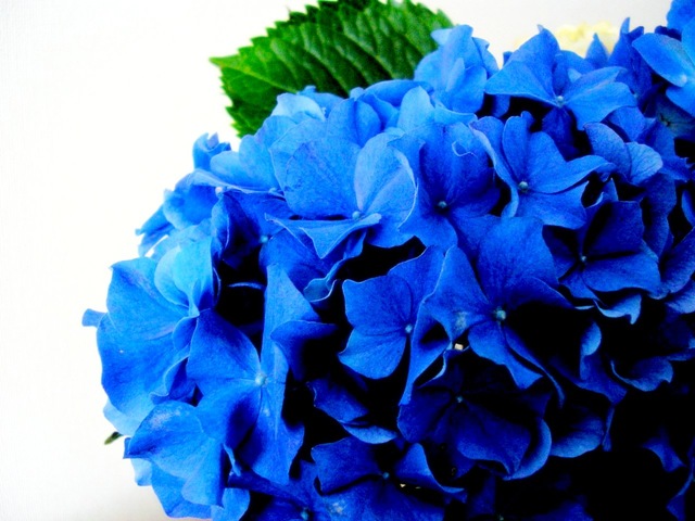 [blue hydrangea flickr[3].jpg]