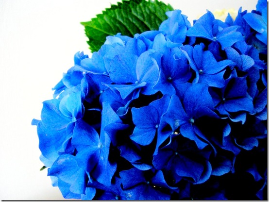 blue hydrangea flickr