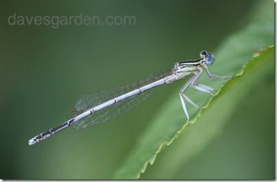 white damselfly