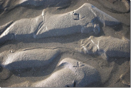 sand bird footprints