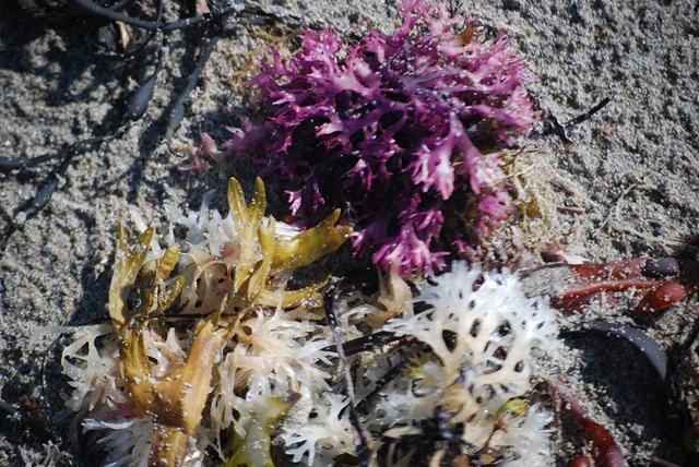 [purple seaweed RS[3].jpg]