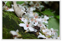 大灣坪景觀咖啡