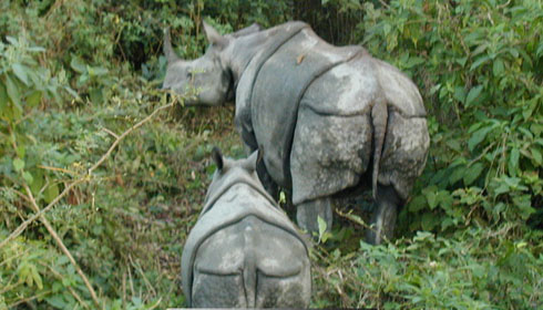 RHINO - NEPAL