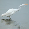 Great Egret