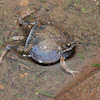 Túngara frog (male)