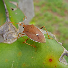 Banksia Shield Bug