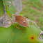 Banksia Shield Bug