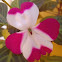 Impatiens Walleriana