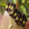 Mottled cup-moth (early larvae)