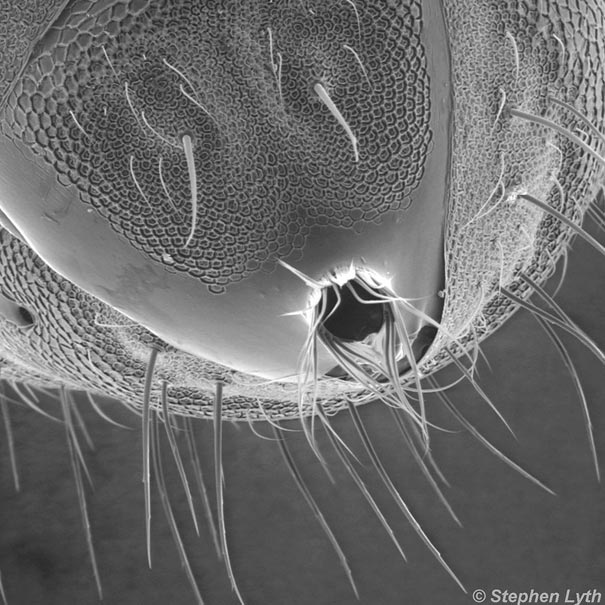  Looking-at-the-World-through-a-Microscope-ant-arch.jpg