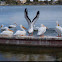 American White Pelican