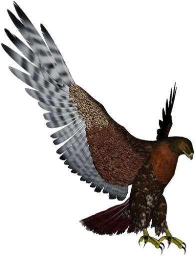 ap6w41.jpg.png