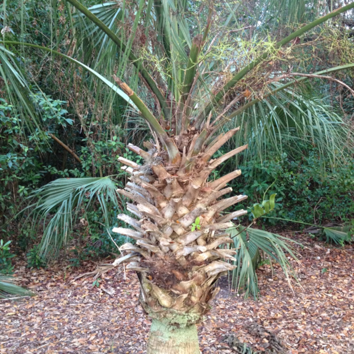 Sabale Palm