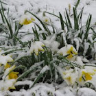 Daffodils in snow