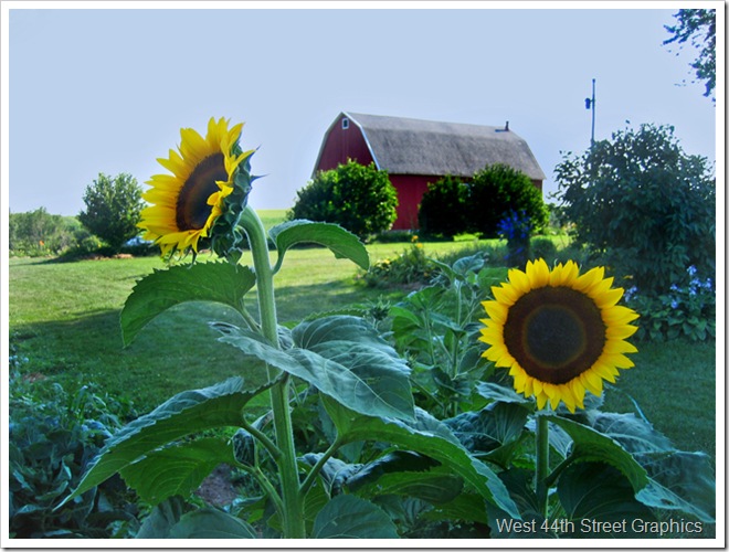 Sunflowers barn