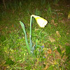 Daffodill