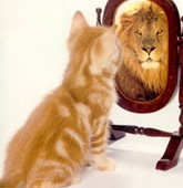 [kitten regards itself as lion[9].jpg]
