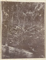 Koffieplanten op plantage Silo Sanen