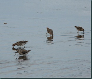 dowitchers (1)