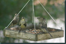 finches in feeder 0908 (2)