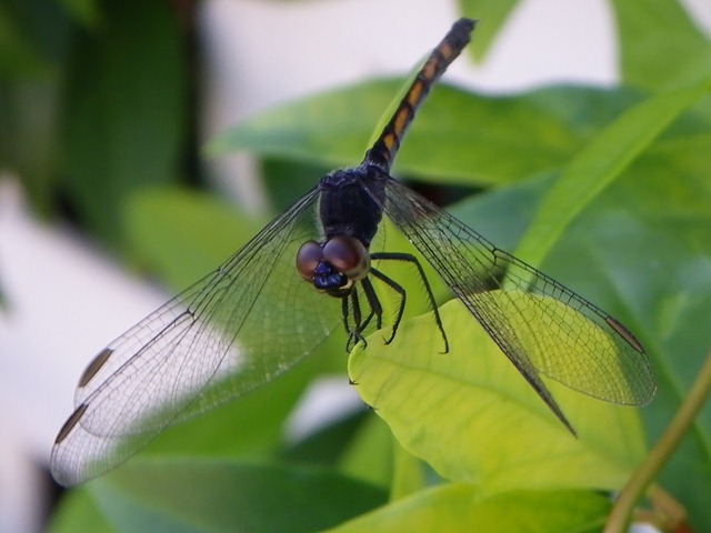 [dragonfly black0710 (1)[15].jpg]
