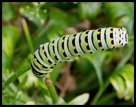 swallowtail caterpillar (3)