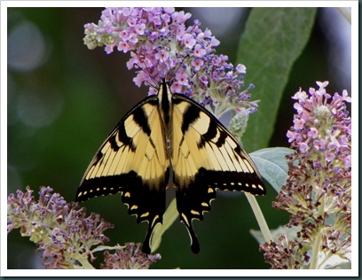 eastern yellow swallowtail (3)